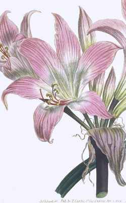 Naked Lady Lily, Belladona Lily(Amaryllis belladona)