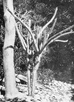 (Harrisia taylori)