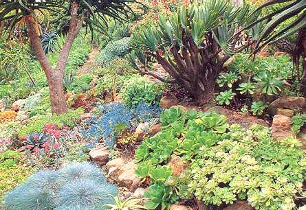 Dracena draco, agaves, & sempervivens clustering on a Southwestern Desert hillside! Simply, splendid & natural beauty!